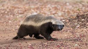 Honey Badger Africa