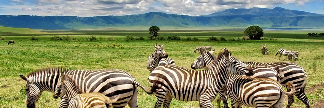 Ngoro-ngoro-Crater