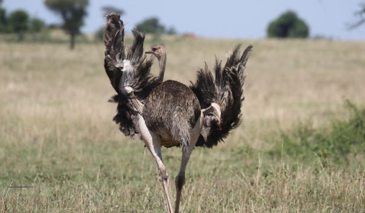 Serengeti Luxury Safari