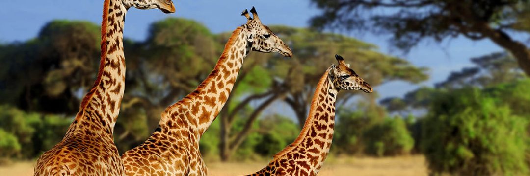 Tarangire-National-Park